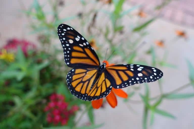 Monarch Butterfly on Zinnia